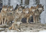 Bad boy wolves :P