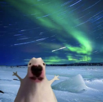 Arctic_Quest
