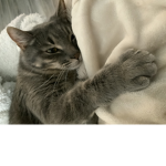 Storm the kitty cat
