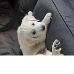 Beeiley is a Cute doggo