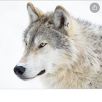 WOLF CLUB XD