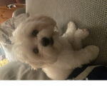 Dog__charli
