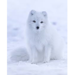 the fox ############