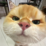 = Lovely kitten =