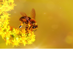 The Aesthetic Bumble bees