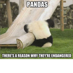 PoorPanda's