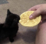 luna’s preppys