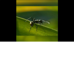 Ant Buddies