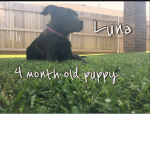 The Luna House