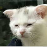 프나펑 팬방