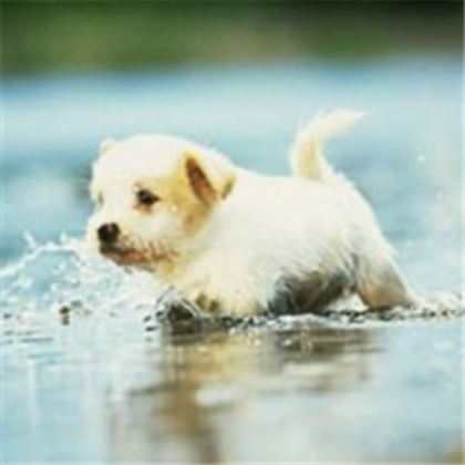 Cute Dog Roblox decal