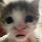 Onomatopeya
