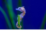 Seahorse fan group