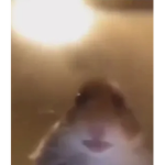 Hamsters fans :)