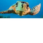 Team Turtles 4 Life