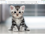The cute kittens club