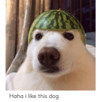 Meme Team 27