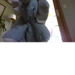 #elephantsquad