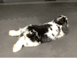 The bunny Oreo