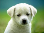Dog lovers/pet lovers