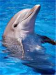 Save the Dolphins