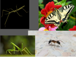 INSECTS UNITED UNITED