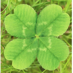 Clever Clover