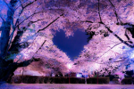 xox Cherry Blossoms xox