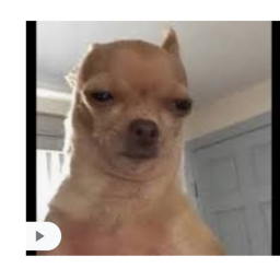 doggo club obby (very easy)