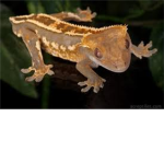 Budge the gecko's fan group