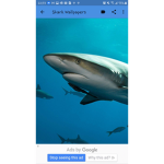 shark the eater
