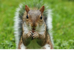 SQUIRRELplayz Official Group