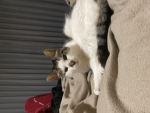 Kitty gaming tv