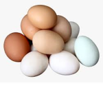 The True Egg Gang