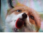 Foxies!!