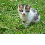 Save Stray Cats