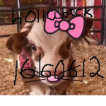HOLLABACK