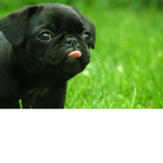 Black pug