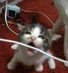 SILLY CATTSS <3