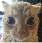 [SEA] Cat Airlines