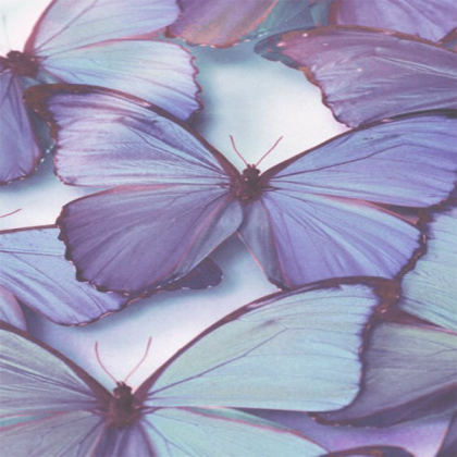butterflys//bloxburg house Roblox decal