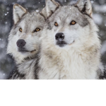 The wolfs clan