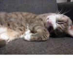 Clara's Cat Club!