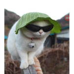 Meme Cat squad