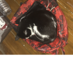 CAT GANGS ONLY