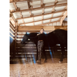 Horse show