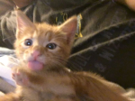 cat gang brah