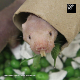 The House of the Hairless Mole Rats | Uncle Aunt