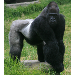 survivle the gorilla the killer