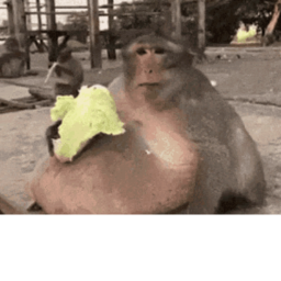 Donate to Monkeys